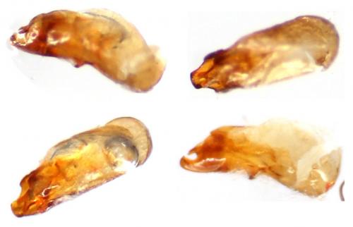 Réf. 222 248 : Rugilus erichsonii